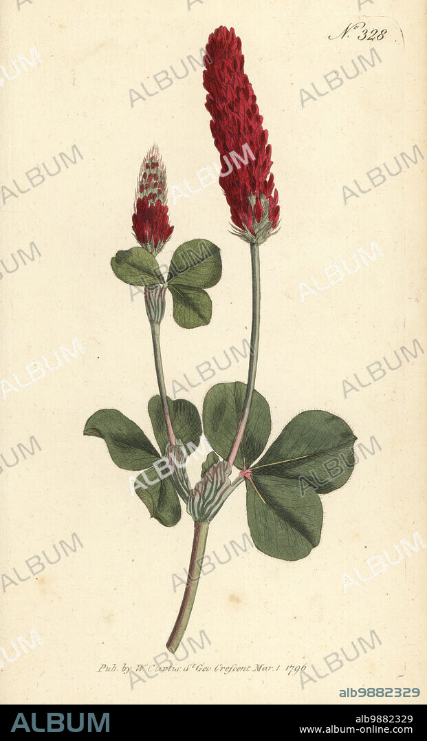 Crimson clover, Italian clover or crimson trefoil, Trifolium incarnatum. Native to Italy, Europe, raised by Scottish botanist William Aiton at the Royal Garden of Kew. Handcoloured copperplate engraving after a botanical illustration from William Curtis's Botanical Magazine, Stephen Couchman, London, 1796.