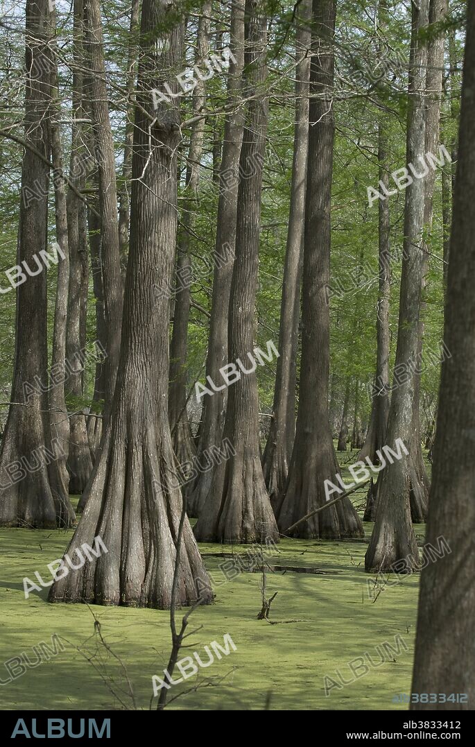 Bald cypress (Taxodium distichum) trees in a Louisiana swamp.
