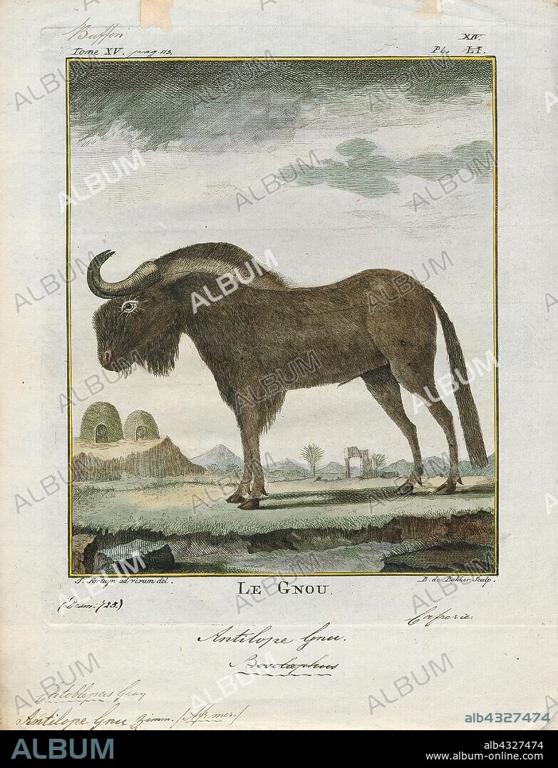 Antilope gnu, Print, The black wildebeest or white-tailed gnu (Connochaetes gnou) is one of the two closely related wildebeest species. It is a member of the genus Connochaetes and family Bovidae. It was first described in 1780 by Eberhard August Wilhelm von Zimmermann. The black wildebeest is typically 170–220 cm (67–87 in) in head-and-body length, and the typical weight is 110–180 kg (240–400 lb). Males stand about 111–121 cm (44–48 in) at the shoulder, while the height of the females is 106–116 cm (42–46 in). The black wildebeest is characterised by its white, long, horse-like tail. It also has a dark brown to black coat and long, dark-coloured hair between its forelegs and under its belly., 1700-1880.