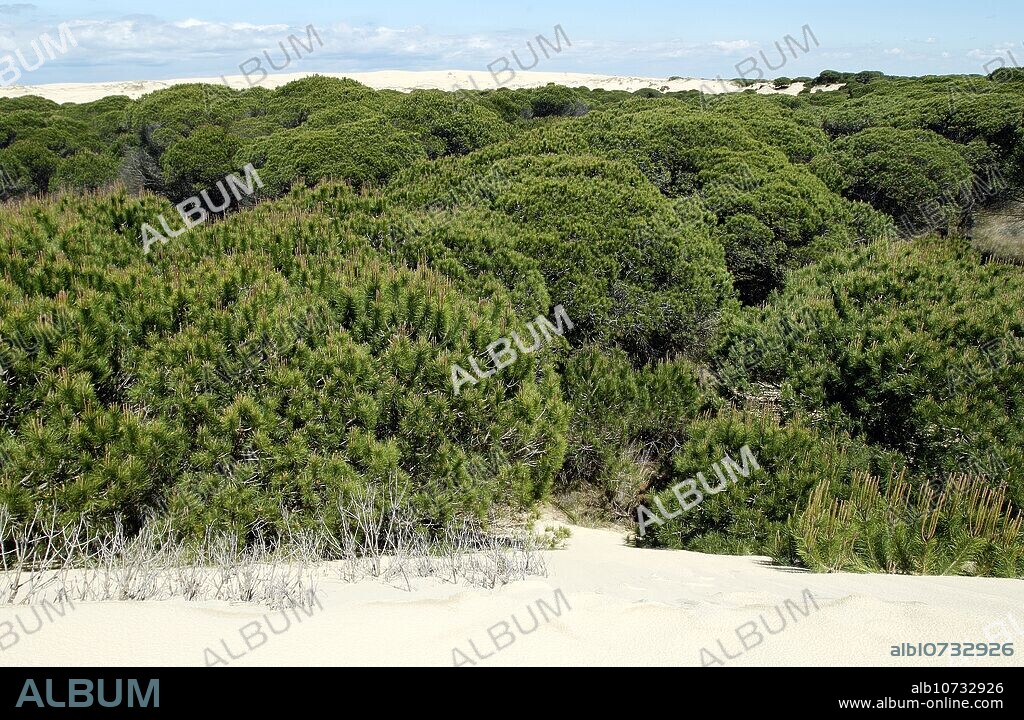 ´Dunas móviles´ (moving dunes) and ´corrales´ (groups of pine trees encircled by dunes). Doñana National Park. Huelva province. Spain.