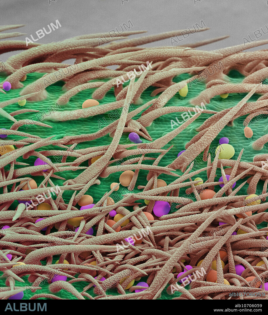 A scanning electron microscope image of the stem of a cannabis (Cannabis sativa) plant. There are a number of different types of cell structures called trichomes in this image. The thorn-like trichomes use a physical defense while the circular glandular trichomes use chemical defense. Combined, these defences keep insects and animals from eating the plant. Each circular glandular trichome is 50 um in diameter in this image.