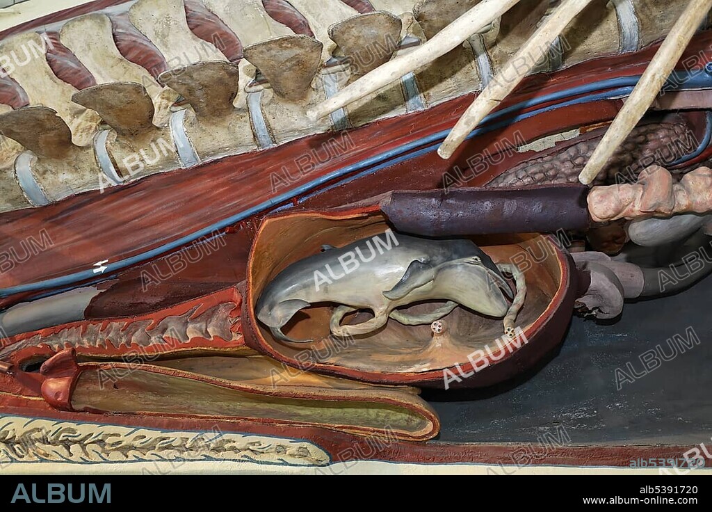 Embryo of a whale, reproduction, museum of natural history, Stuttgart, castle Rosenstein, Baden-Wuerttemberg, Germany, Europe.
