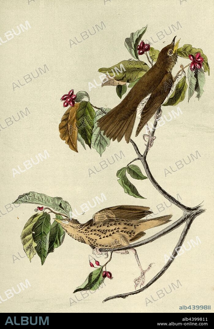 Wood Thrush - Common Dogwood, Woodbill (Hylocichla mustelina, Turdus mustelinus), Red Dogwood (Cornus sanguinea), Signed: J.J. Audubon, J.T. Bowen, lithograph, Pl. 144 (vol. 3), Audubon, John James (drawn); Bowen, J. T. (lith.), 1856, John James Audubon: The birds of America: from drawings made in the United States and their territories. New York: Audubon, 1856.