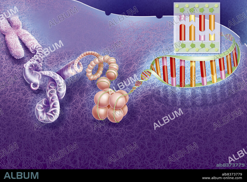 Unwinding of the chromosome up to the DNA.. Representation of a chromosome that unwinds up to the DNA. From left to right, in pink chromosome, in purple roll, rosette, loop (green), then the DNA unwinds to show the different bases.. Focus on the double helix of DNA with its composition (sugar phosphates and bases AGTC).