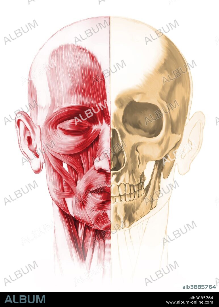 Anatomy of a male human head, with half muscles and half skull, front view.