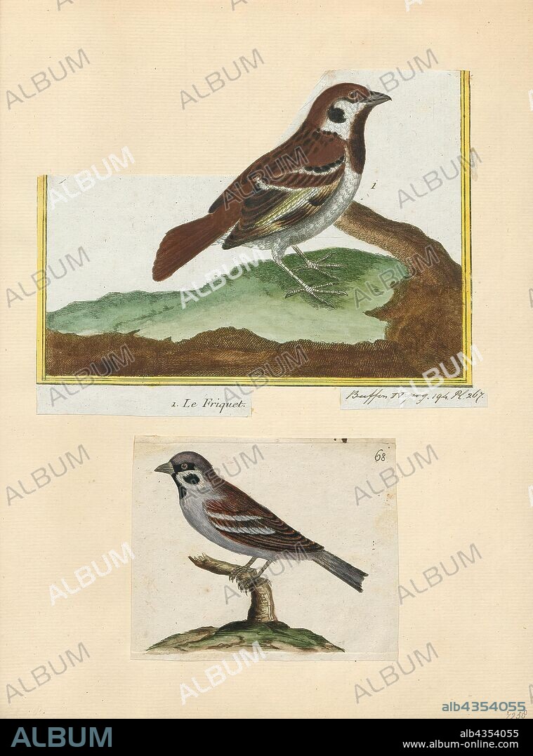 Passer montanus, Print, The Eurasian tree sparrow (Passer montanus) is a passerine bird in the sparrow family with a rich chestnut crown and nape, and a black patch on each pure white cheek. The sexes are similarly plumaged, and young birds are a duller version of the adult. This sparrow breeds over most of temperate Eurasia and Southeast Asia, where it is known as the tree sparrow, and it has been introduced elsewhere including the United States, where it is known as the Eurasian tree sparrow or German sparrow to differentiate it from the native unrelated American tree sparrow. Although several subspecies are recognised, the appearance of this bird varies little across its extensive range., 1700-1880.