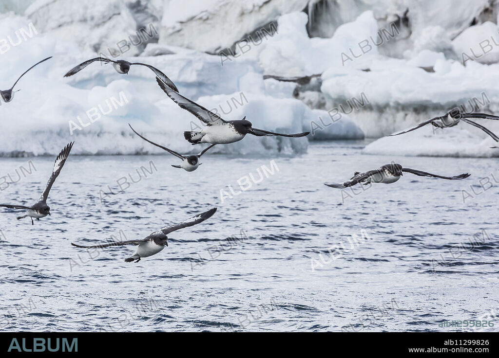 Adult cape petrels (Daption capense) feeding at Brown Bluff, Antarctica, Polar Regions.