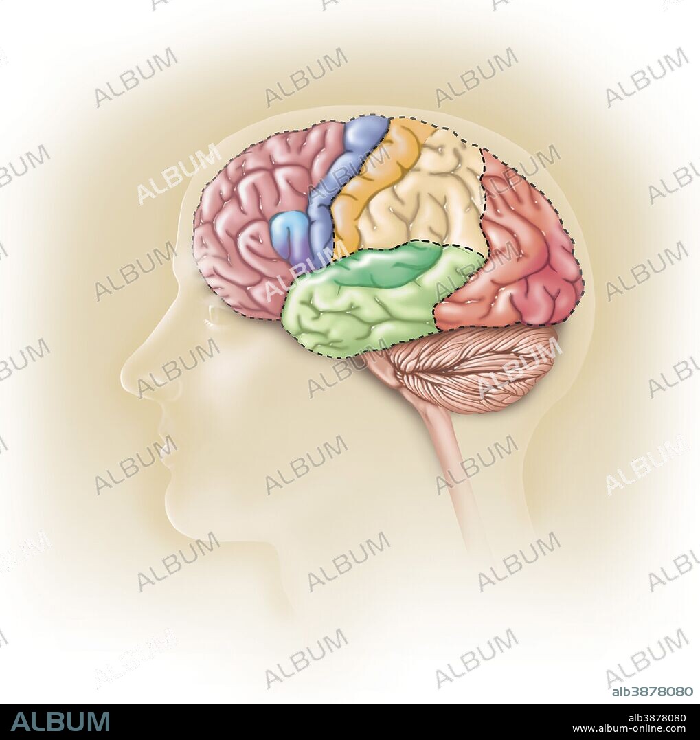 Side view of the human head showing the functional lobes of the human brain.