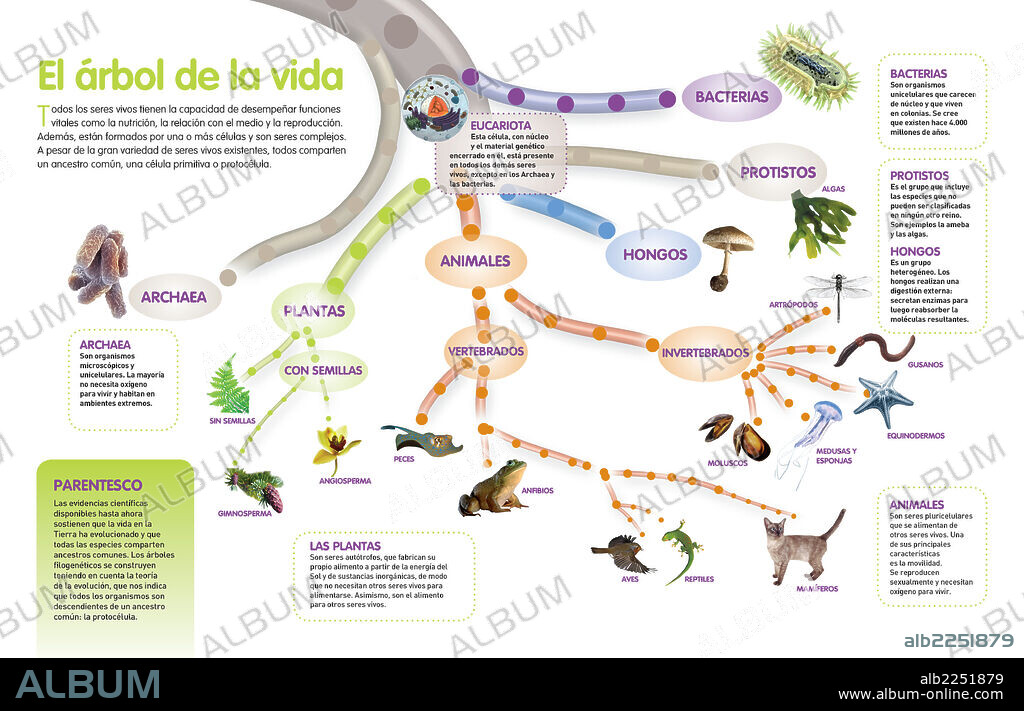 El árbol de la vida. Infografía del árbol evolutivo de los seres vivos, que parten de un ancestro común.