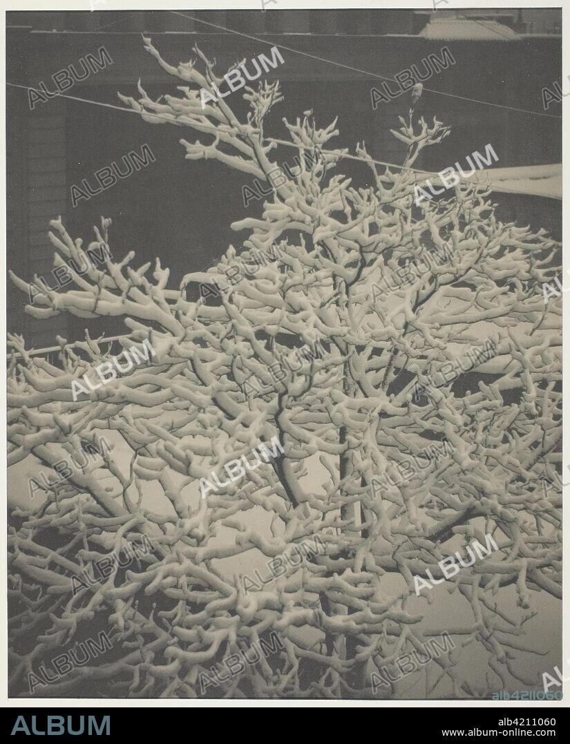From the Back-Window "291" Snow-Covered Tree, Back-Yard. Alfred Stieglitz; American, 1864-1946. Date: 1915. Dimensions: 24.2 x 19.3 (image); 25.2 x 20.2 cm (paper); 50.5 x 32.5 cm (mount). Platinum print. Origin: United States.