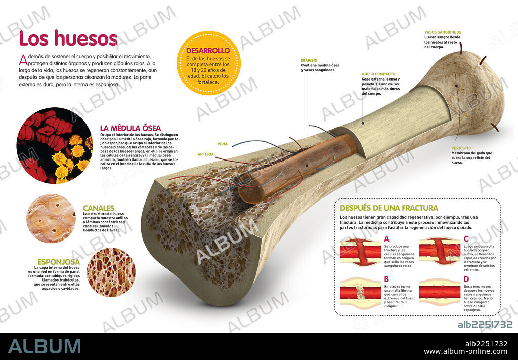 El hueso. Infografía que describe la composición de los huesos y el sistema de auto regeneración de los mismos.