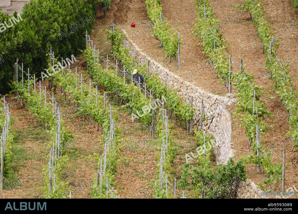 viñas de variedad Malvasia, Banyalbufar. Parque natural de la Sierra de Tramuntana. Mallorca. Islas Baleares. Spain.