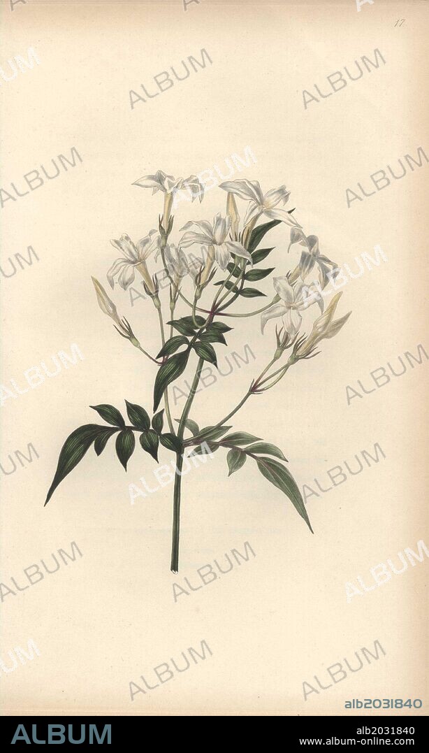 Jasmine, Jasminum officinale. Handcoloured botanical illustration drawn and engraved by William Clark from Rebecca Hey's "Moral of Flowers," London, Longman, Rees, 1833. Mrs. Rebecca Hey was a Victorian writer, poet and artist who wrote "Spirit of the Woods" 1837 and "Recollections of the Lakes" 1841. William Clark was former draughtsman to the London Horticultural Society and illustrated many botanical books in the 1820s and 1830s.