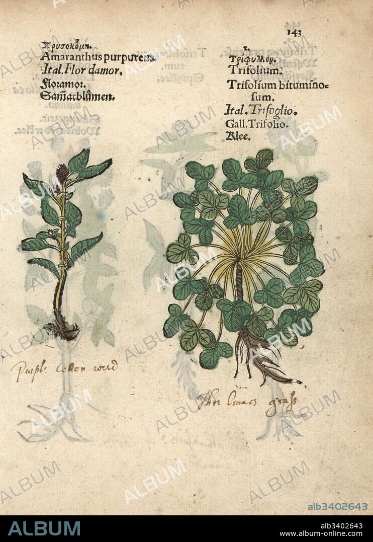 Plumed cockscomb, Celosia argentea, and clover, Trifolium species. Handcoloured woodblock engraving of a botanical illustration from Adam Lonicer's Krauterbuch, or Herbal, Frankfurt, 1557. This from a 17th century pirate edition or atlas of illustrations only, with captions in Latin, Greek, French, Italian, German, and in English manuscript.
