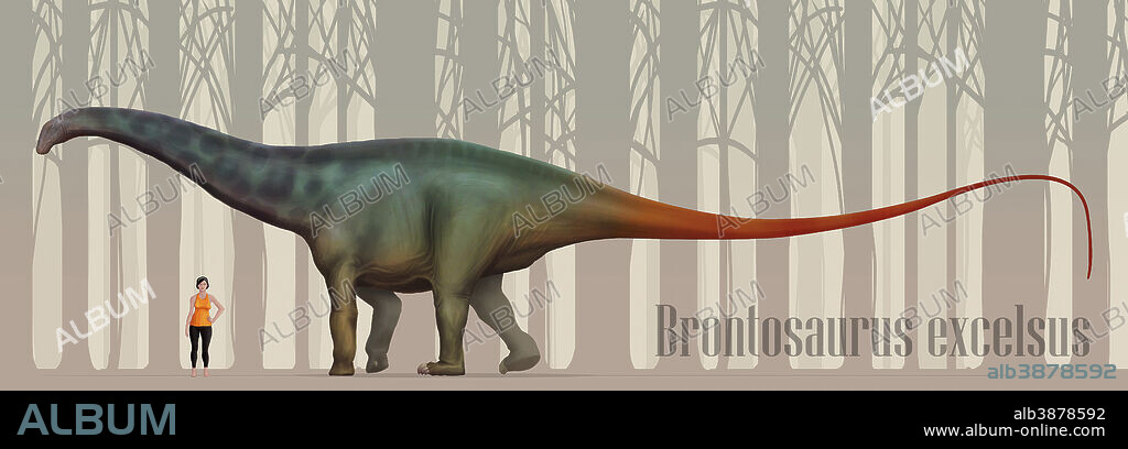 Brontosaurus (also known as Apatosaurus excelsus) size compatison to an adult woman. B. excelsus weighed up to 15 tons and measured up to 22m.
