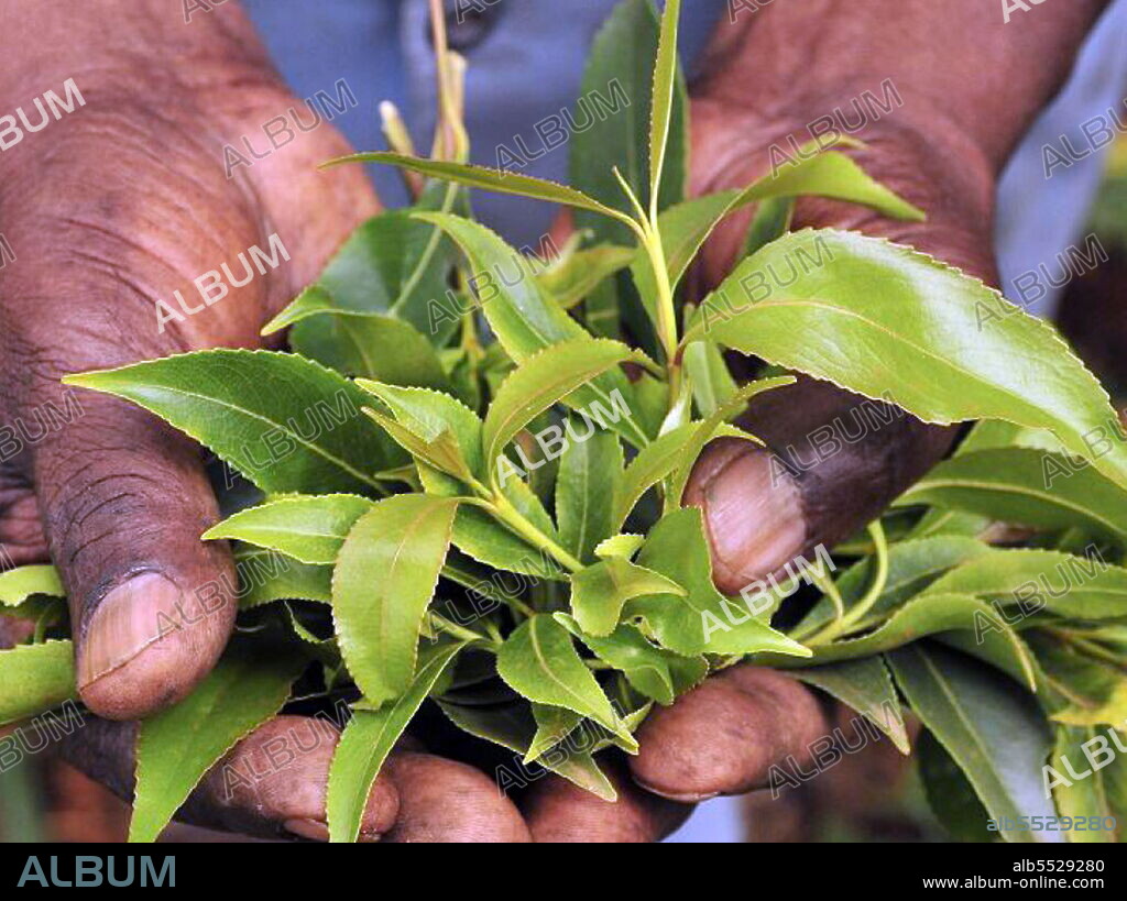Khat or qat a flowering plant native to Ethiopia. Khat contains the alkaloid cathinone, a stimulant, which is said to cause excitement, loss of appetite, and euphoria. Among communities from the areas where the plant is native, khat chewing has a history as a social custom dating back thousands of years analogous to the use of coca leaves in South America and betel nut in Asia..