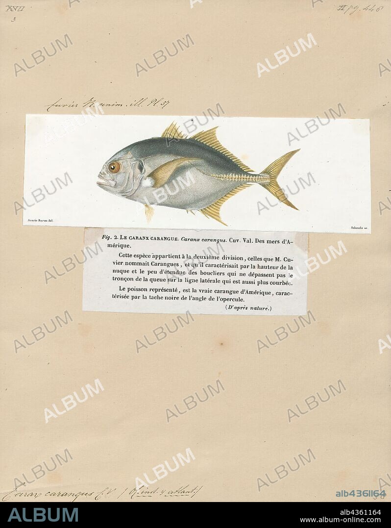 Caranx carangus, Print, Caranx is a genus of tropical to subtropical marine fishes in the jack family Carangidae, commonly known as jacks, trevallies and kingfishes. They are moderate- to large-sized, deep-bodied fishes which are distinguished from other carangid genera by specific gill raker, fin ray and dentition characteristics. The genus is represented in the Pacific, Indian and Atlantic Oceans, inhabiting both inshore and offshore regions, ranging from estuaries and bays to deep reefs and offshore islands. All species are powerful predators, taking a variety of fish, crustaceans and cephalopods, while they in turn are prey to larger pelagic fishes and sharks. A number of fish in the genus have a reputation as powerful gamefish and are highly sought by anglers. They often make up high amounts of the catch in various fisheries, but are generally considered poor to fair table fishes., 1700-1880.
