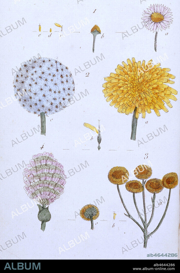 FLEURS COMPOSEES (pl:VI) - Fig.1 - La Petite Paquerette (bellis perennis) a) une fleur radiee, dont le centre, qu'on appele le disque, est compose de fleurettes, ou fleurons tubules, et la circonférence, qu'on nomme la couronne, de demi-fleurons, ou languette. b) la section du receptacle avec les fleurettes dans leur situation naturelle. c) un demi-fleuron. d) une anthere cylindrique traversee par le style. e) un fleuron. - Fig. 2 - Le Pissenlit (leontodon taraxacon) a) une fleur composee,dont la corolle est entierement formee de languette. b) une demi-fleurette. c) les aigrette des semences - Fig. 3 - Une fleur composee de fleurons seulement in 'Recueil de plantes coloriees pour servir a l'intelligence des lettres elementaires sur la botanique' de Jean Jacques Rousseau (1712-1778), Edition Poincot, Paris, 1789. Illustration par Aubry. Credit : Collection Sev/Kharbine-Tapabor.