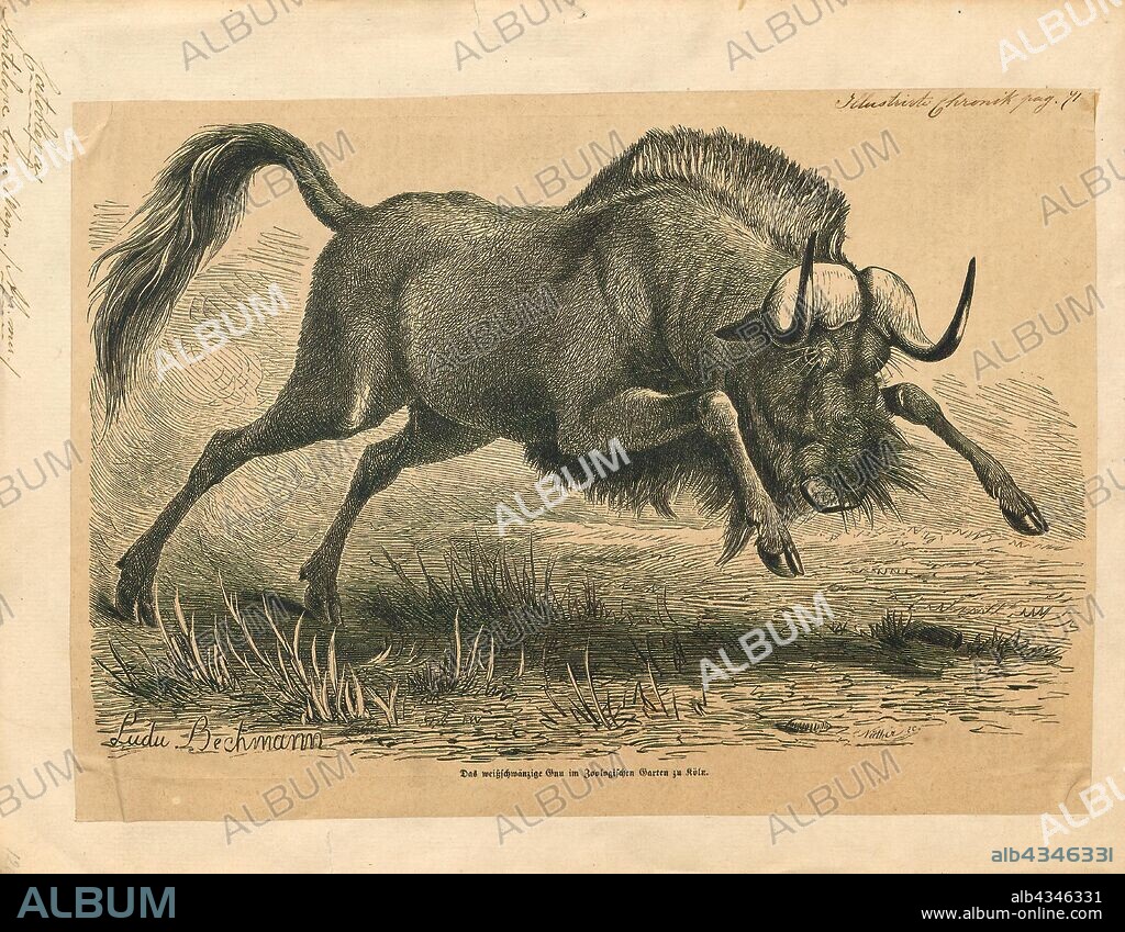 Antilope gnu, Print, The black wildebeest or white-tailed gnu (Connochaetes gnou) is one of the two closely related wildebeest species. It is a member of the genus Connochaetes and family Bovidae. It was first described in 1780 by Eberhard August Wilhelm von Zimmermann. The black wildebeest is typically 170–220 cm (67–87 in) in head-and-body length, and the typical weight is 110–180 kg (240–400 lb). Males stand about 111–121 cm (44–48 in) at the shoulder, while the height of the females is 106–116 cm (42–46 in). The black wildebeest is characterised by its white, long, horse-like tail. It also has a dark brown to black coat and long, dark-coloured hair between its forelegs and under its belly., 1700-1880.