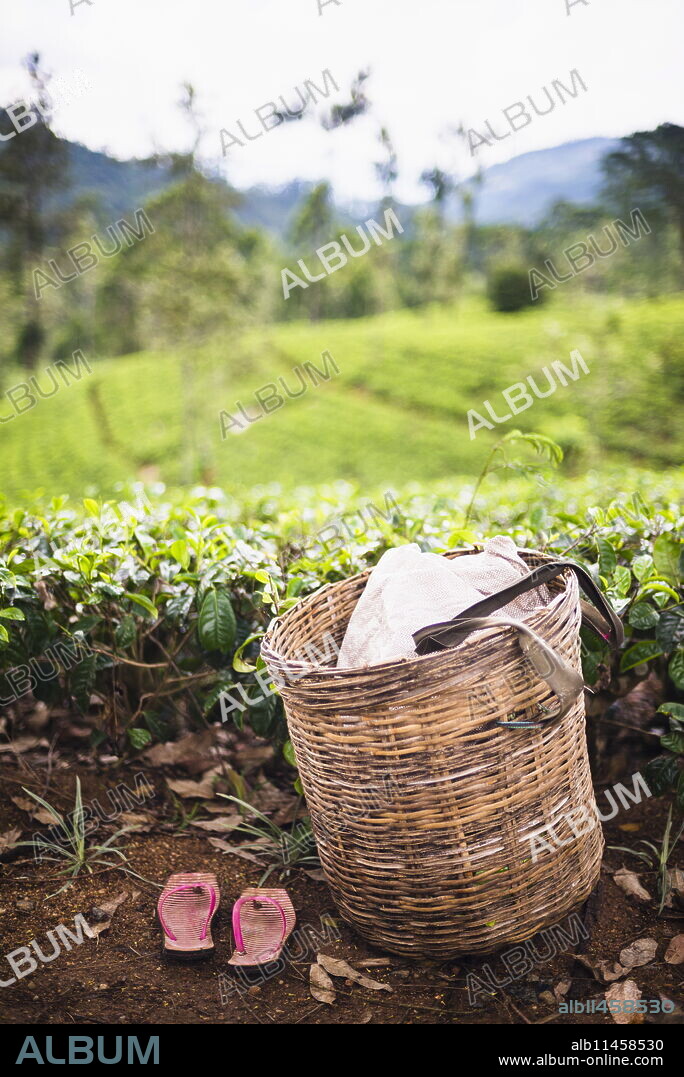 Tea pluckers basket and shoes at a tea plantation, Central Highlands, Nuwara Eliya District, Sri Lanka, Asia.