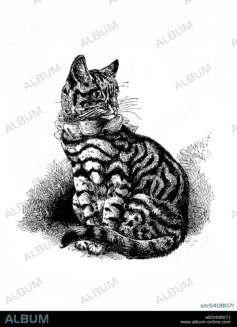 A tabby is any domestic cat (Felis catus) that has a coat featuring distinctive stripes, dots, lines or swirling patterns, always together with a mark resembling an 'M' on its forehead. The Mackerel tabby pattern has vertical, gently curving stripes on the side of the body. The stripes are narrow and may be continuous or broken into bars and spots on the flanks and stomach. Harrison William Weir (May 5, 1824 - January  31, 1906) was an English gentleman and artist. In 1889, he wrote Our Cats and All About Them describing and illustrating the pedigree varieties of the time.