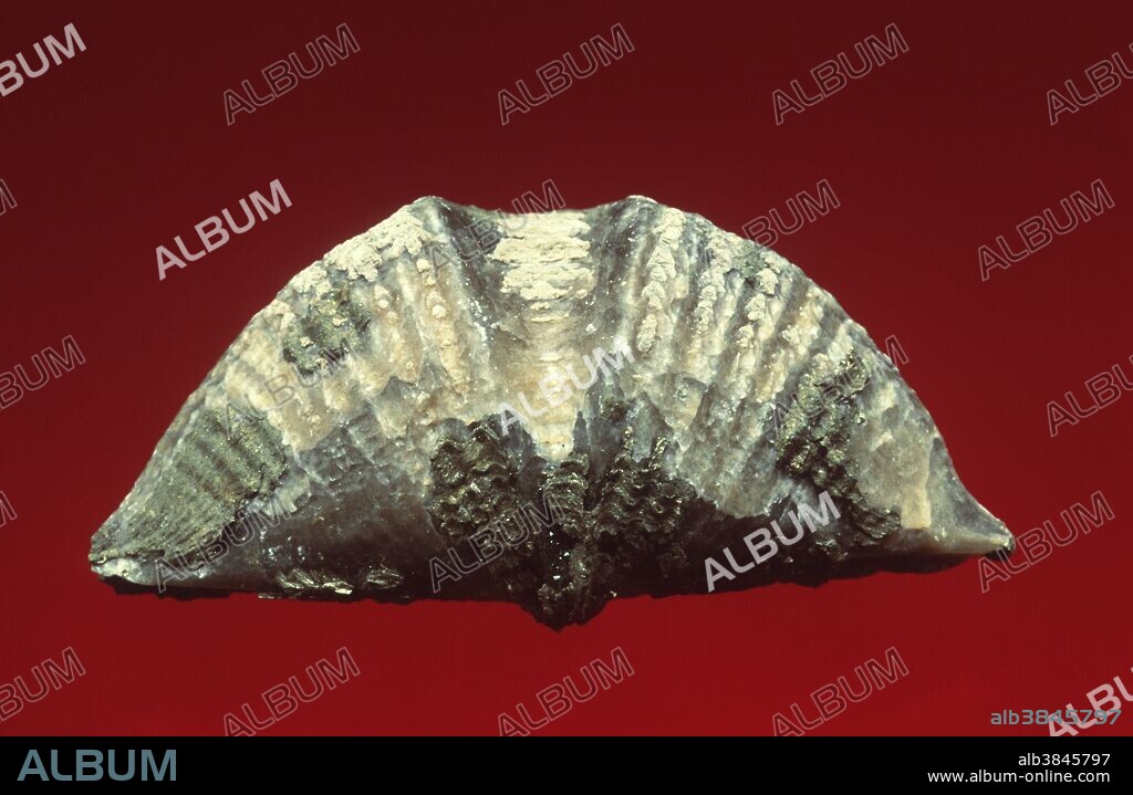 Brachiopod fossil (Spirifer sp.) from the Devonian Period, found in Sylvania, Ohio. Dimensions: 3.5 x 2 cm.