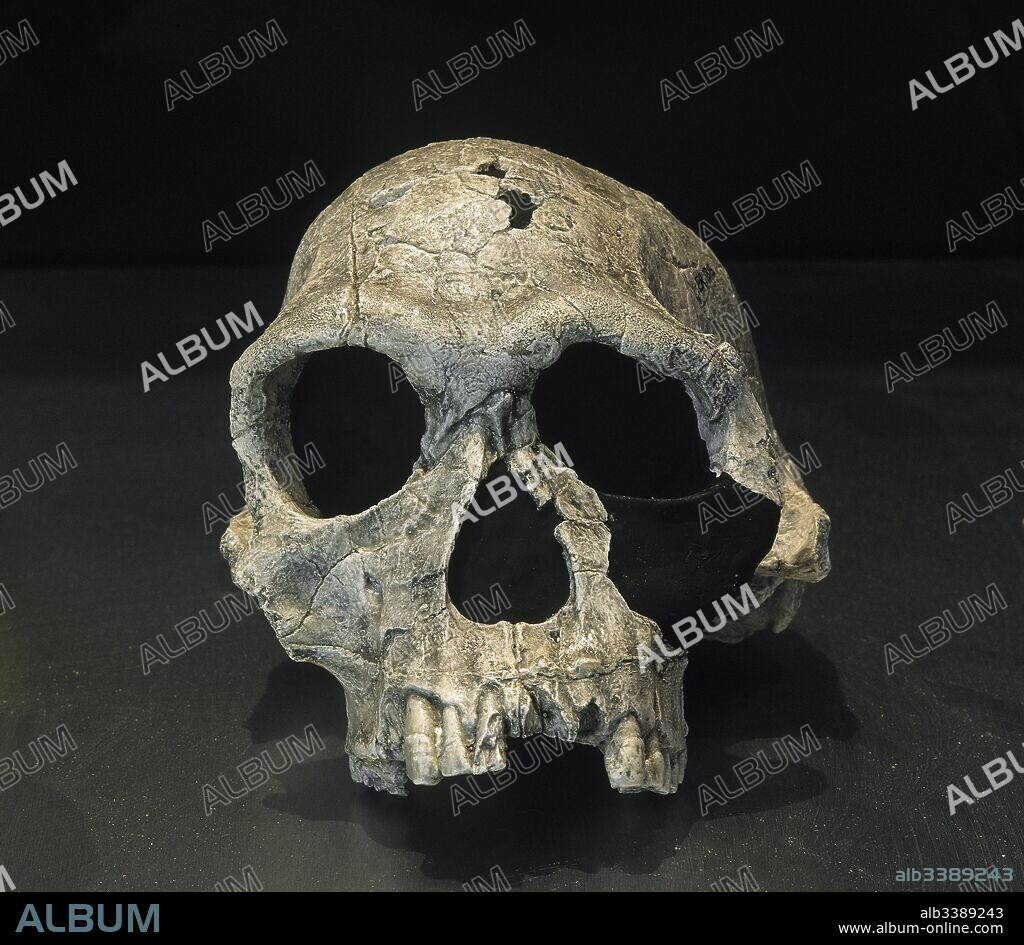 Prehistoria. Paleolítico. Homo habilis (de 2 a 1,3 millones de años de antigüedad). Capacidad craneana media de 590 a 690 cm3. Reproducción de un cráneo con una capacidad de 509 cm3 y 1,9 millones de años de antigüedad. Procedente de Koobi Fora (Kenia). KNM-ER 1813.