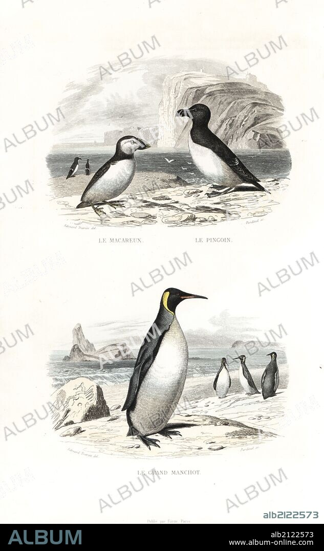 Puffin, Fratercula arctica, razorbill, Alca torda, and king penguin, Aptenodytes patagonicus. Handcoloured engraving on steel by Pardinel after a drawing by Edouard Travies from Richard's "New Edition of the Complete Works of Buffon," Pourrat Freres, Paris, 1837.