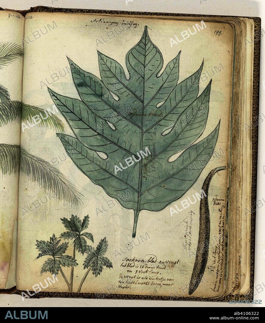 Soekoenblad and fruit. Draughtsman: Jan Brandes. Dating: 23-Jan-1779 - 26-Aug-1785. Place: Jakarta. Measurements: h 195 mm × w 155 mm.