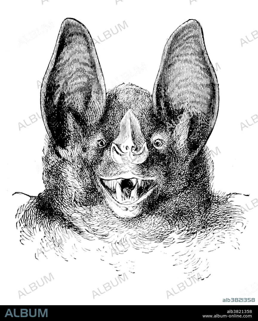 Vampire bats are bats whose food source is blood, a dietary trait called hematophagy. Three bat species feed solely on blood: the common vampire bat (Desmodus rotundus), the hairy-legged vampire bat (Diphylla ecaudata), and the white-winged vampire bat (Diaemus youngi). A vampire bat has front teeth that are specialized for cutting and the back teeth are much smaller than in other bats. The inferior colliculus, the part of the bat's brain that processes sound, is well adapted to detecting the regular breathing sounds of sleeping animals that serve as its main food source. While other bats have almost lost the ability to maneuver on land, vampire bats can walk, jump, and even run by using a unique, bounding gait, in which the forelimbs instead of the hindlimbs are recruited for force production, as the wings are much more powerful than the legs. Vampire bats use infrared radiation to locate blood hotspots on their prey. Image taken from page 102 of "La Terra, trattato popolare di geografia universale" by Giovanni Marinelli, 1898.