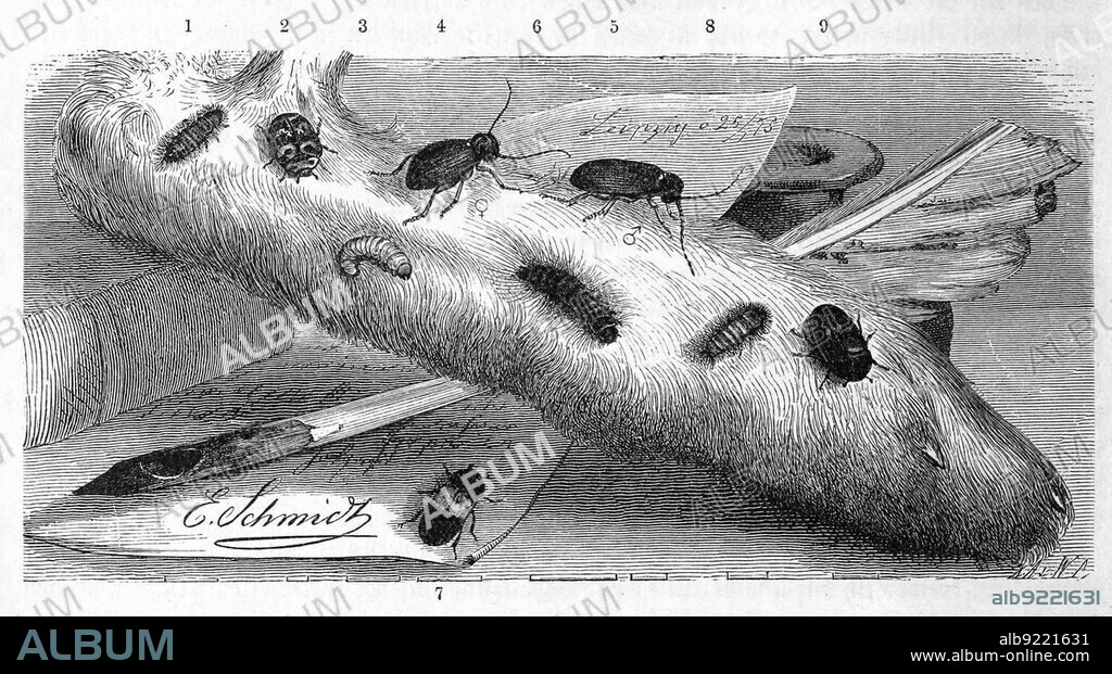 Insects, 1-2. cabinet beetle, Anthrenus museorum, 3-5. thief, Pitinus fur, 6-7. bacon beetle, Dermestes lardarius, 8-9. fur beetle, Attagenus pellio, Historical, digitally restored reproduction from a 19th century original.