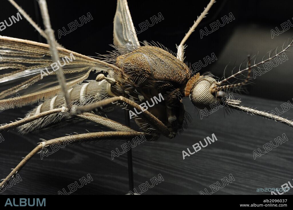 Culex pipiens o mosquito común. Especie de mosquito que se alimenta de sangre, de la familia Culicidae. Es la causa de muchas enfermedades, como la encefalitis japonesa, meningitis y urticaria. En los Estados Unidos es causa del virus del Nilo Occidental. Museum fur Naturkunde (Museo de Historia Natural). Berlín. Alemania. Europa.