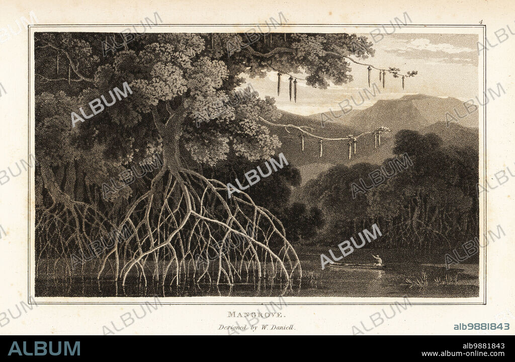 Large-leafed orange mangrove or oriental mangrove, Bruguiera gymnorhiza, growing with stilt roots in Asian swamps. A native man rows a canoe in the swamp. Mangrove, Rhizophora gymnorhiza. Aquatint drawn and engraved by William Daniell from William Woods Zoography, Cadell and Davies, 1807.