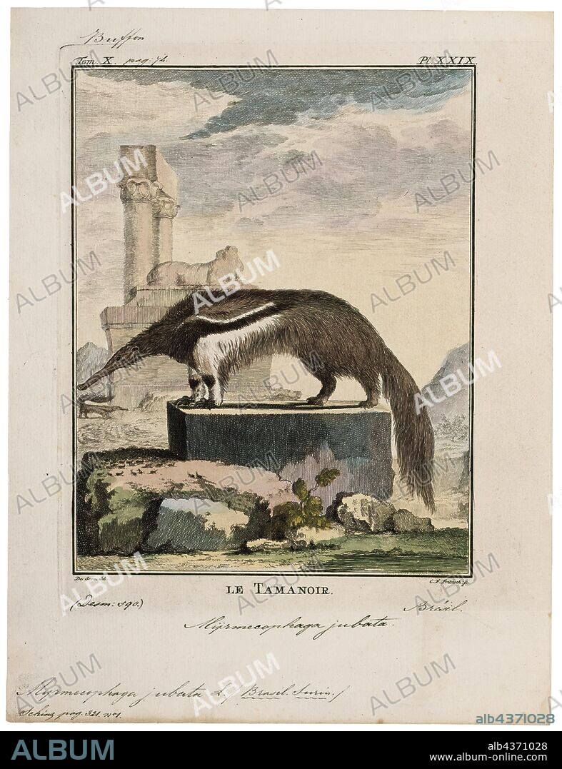 Myrmecophaga jubata, Print, Giant anteater, The giant anteater (Myrmecophaga tridactyla), also known as the ant bear, is an insectivorous mammal native to Central and South America. It is one of four living species of anteaters, the only extant member of the genus Myrmecophaga, and is classified with sloths in the order Pilosa. This species is mostly terrestrial, in contrast to other living anteaters and sloths, which are arboreal or semiarboreal. The giant anteater is the biggest of its family, 182 to 217 cm (5.97 to 7.12 ft) in length, with weights of 33 to 50 kg (73 to 110 lb) for males and 27 to 47 kg (60 to 104 lb) for females. It is recognizable by its elongated snout, bushy tail, long fore claws, and distinctively colored pelage., 1700-1880.