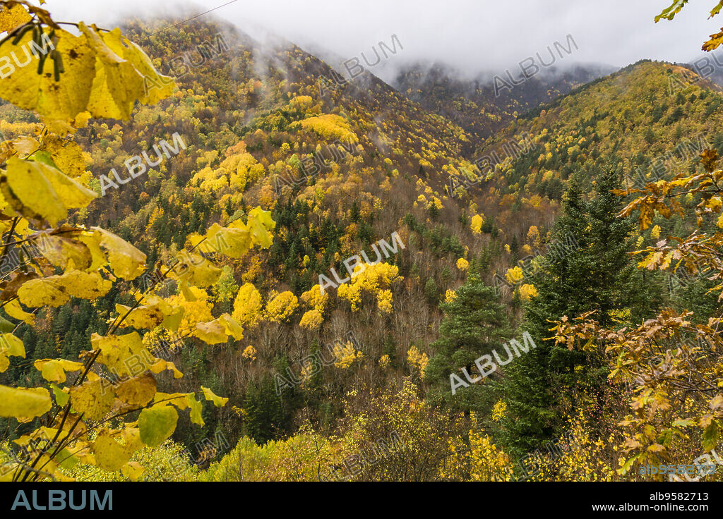 bosque de la Pardina del Señor ( la Pardina Ballarín) , Fanlo, valle del Chate, Provincia de Huesca, Comunidad Autónoma de Aragón, cordillera de los Pirineos, Spain, europe.