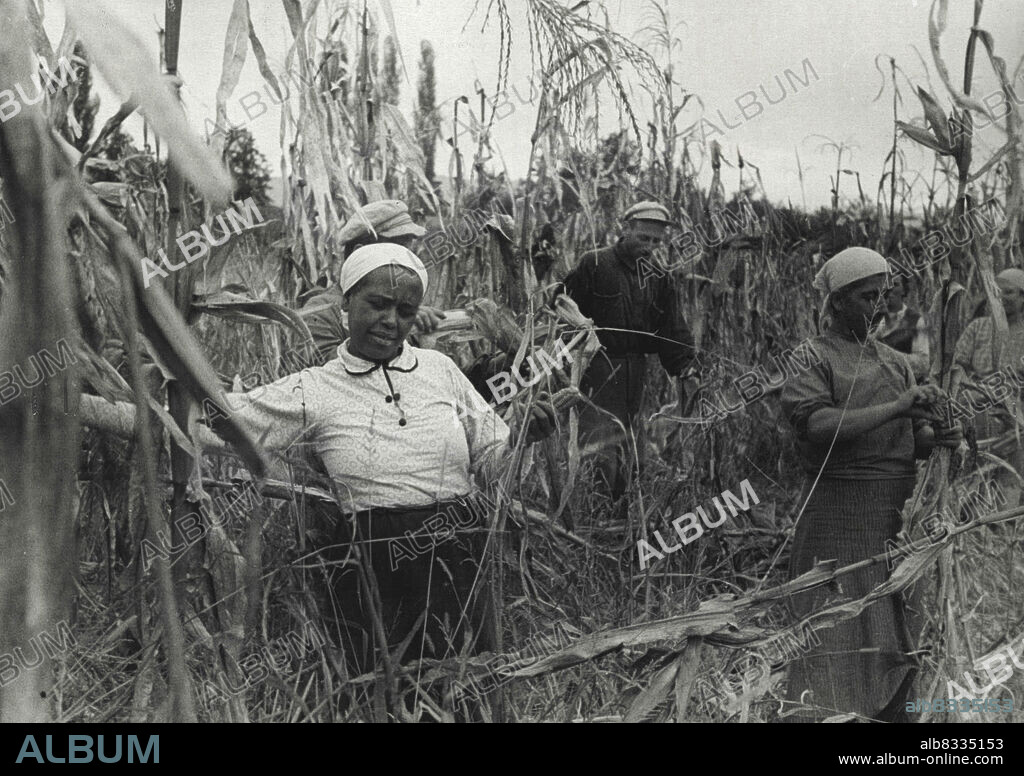 Negroes In Collective Farms Of Southern Caucasus -- The Negress Ksenia Abashidze, (left) a collective farm woman, picking corn in the plantation of the N. Lakoba collective farm, located in the Ochemchir District of the Abkhazian Autonomous Soviet Republic, a part of Soviet Georgia.The few Negro families living in this district are the descendents of slaves brought here about 300 years ago for labor on the tobacco plantations of Turkish feudal lords who then ruled the Caucasus. At that time Sukhumi, which is now the chief city of Soviet Abkhazia, was an importat slave trading center on the Black Sea. December 1, 1936. (Photo by Markov, Soyuzphoto).