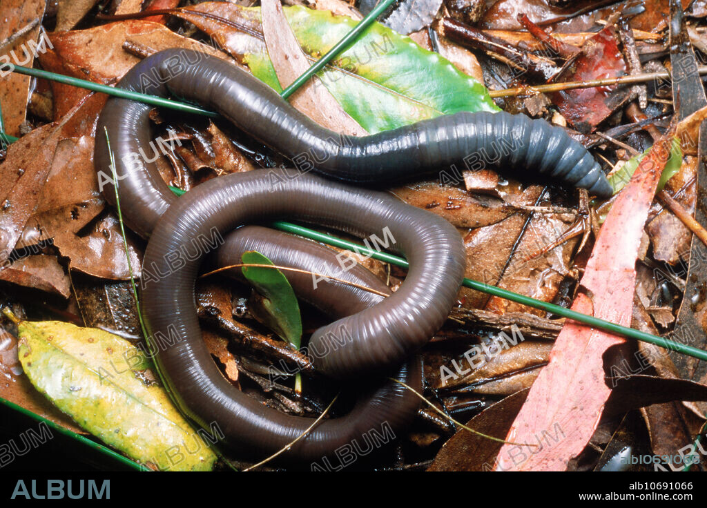 Giant Earthworm