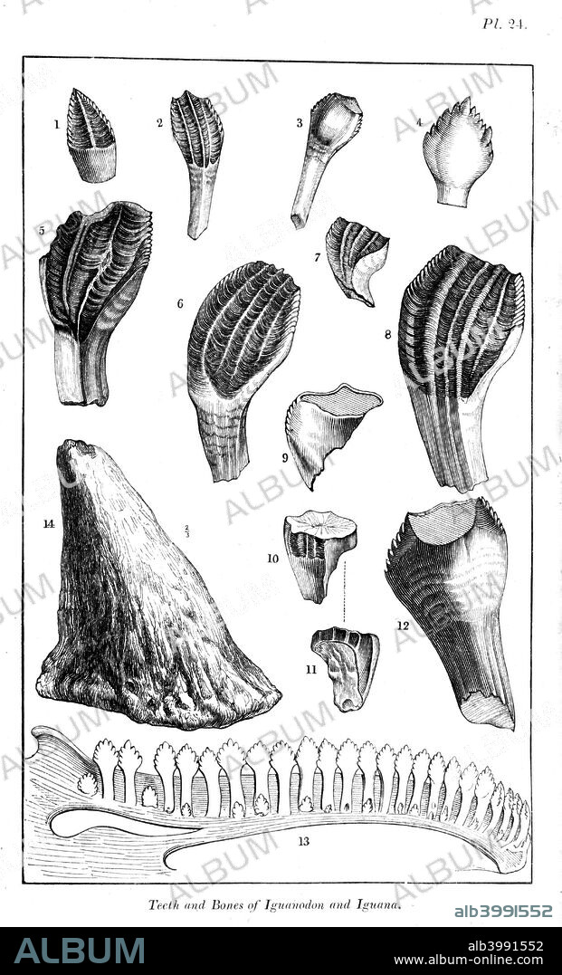 Comparison of fossil teeth and nasal horn of an iguanodon and the lower jaw and teeth of a modern iguana, 1836. From Geology and Mineralogy by William Buckland, one of the Bridgewater Treatises. (London, 1836).