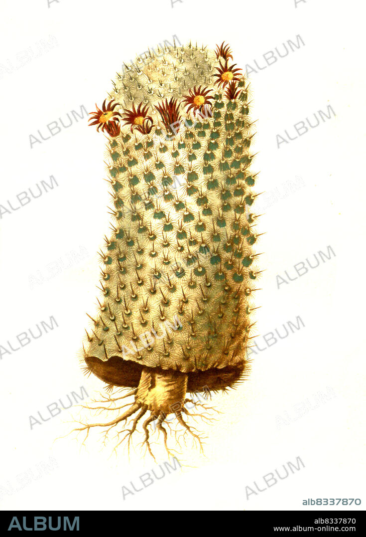 Mammillaria geminispina ist eine Pflanzenart aus der Gattung Mammillaria in der Familie der Kakteengew§chse, Kaktus, Revue de la famille des Cactees, A.P. de Candolle, 1829, Historisch, historical, digital improved reproduction of an original from the 19th century / digital restaurierte Reproduktion einer Originalvorlage aus dem 19. Jahrhundert, genaues Originaldatum nicht bekannt.