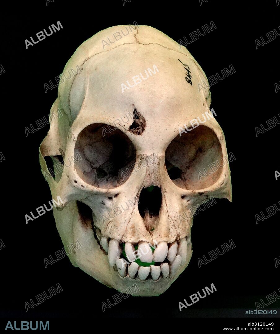 Skull of the Colobus Monkey, Africa.