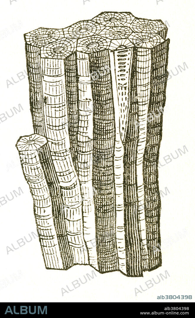 Fossil of a rugose coral colony (Lithostrotion basaltiforme) that lived during the Carboniferous Period. Illustration from Louis Figuier's The World Before the Deluge, 1867 American edition.