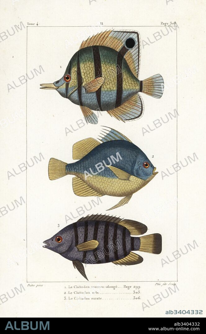 Copperband butterfly fish, Chelmon rostratus, round spadefish, Ephippus orbis, and green chromide, Etroplus suratensis. Handcoloured copperplate engraving by Plee Jr. after an illustration by Jean-Gabriel Pretre from Bernard Germain de Lacepede's Natural History of Oviparous Quadrupeds, Snakes, Fish and Cetaceans, Eymery, Paris, 1825.