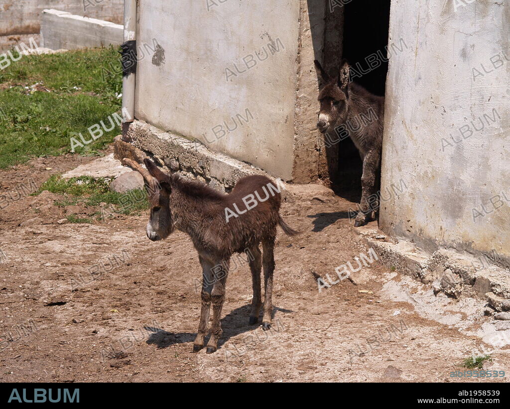 ASNO DOMESTICO (Equus asinus). Mamífero perisodáctilo de la familia de los équidos. Ejemplar de una cria.