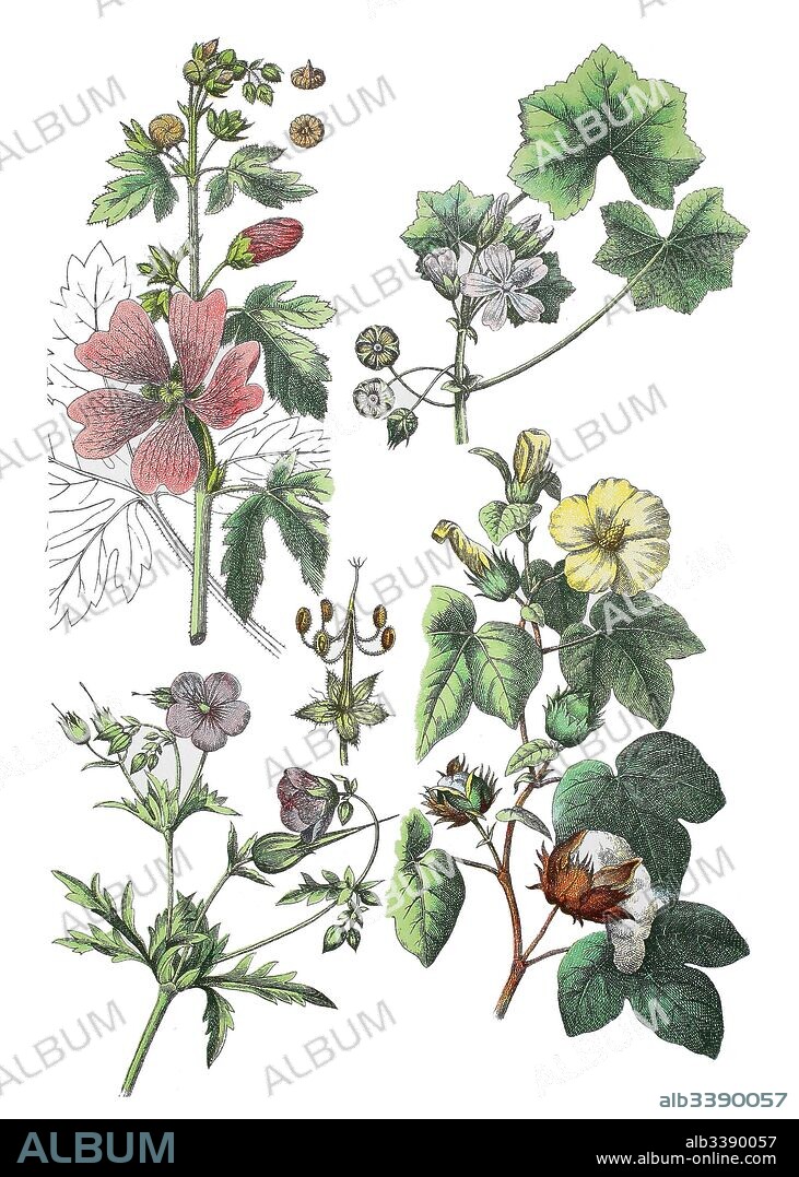 Greater musk-mallow, cut-leaved mallow, vervain mallow or hollyhock mallow, Malva alcea (top left), common mallow, Malva neglecta (top right), meadow crane's-bill, Geranium pratense (bottem left), Levant cotton, Gossypium herbaceum (bottem right).