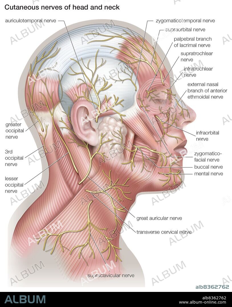 Diagram of the cutaneous nerves of the head and neck.