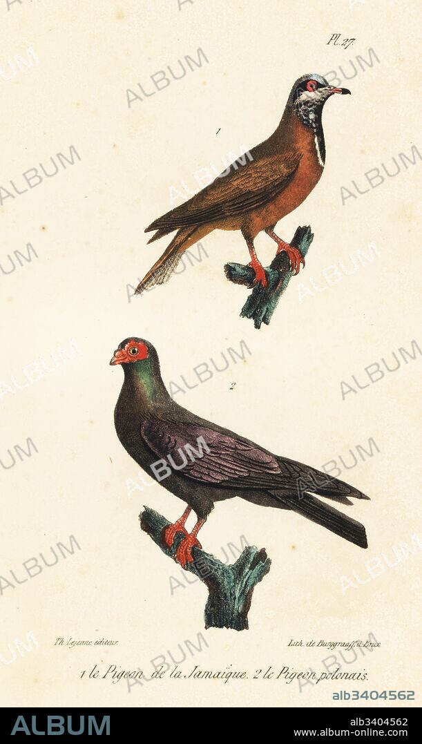 Blue-headed quail-dove, Starnoenas cyanocephala (endangered), and black Polish carrier pigeon, Columba livia. Handcoloured lithograph by Burggraaff from Th. Lejeune's Complete Works of Buffon, Oeuvres Completes de Buffon, Brussels, 1837.