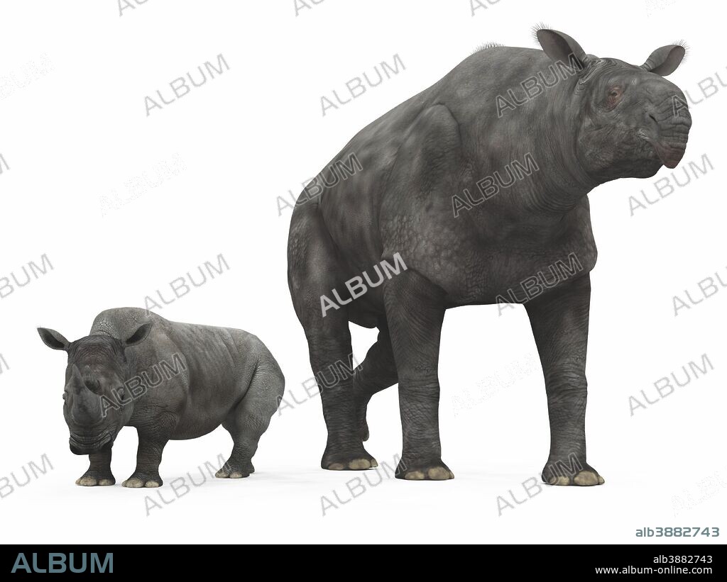An adult Paraceratherium (AKA Indricotherium and Baluchitherium) from 30 million years ago is compared to a modern adult White Rhinoceros (Ceratotherium simum). The Paraceratherium is 18 feet tall at the shoulder and weighs 40,000 pounds*, while the White Rhinoceros is 6 feet tall at the shoulder and weighs 7,000 pounds.. . Paraceratherium is the largest mammal known to have walked the Earth and are from an extinct family of hornless rhinoceroses that ranged across North America, Europe, and Asia from 60 to 20 million years ago.. . * Values are estimates only based upon available paleontological data.