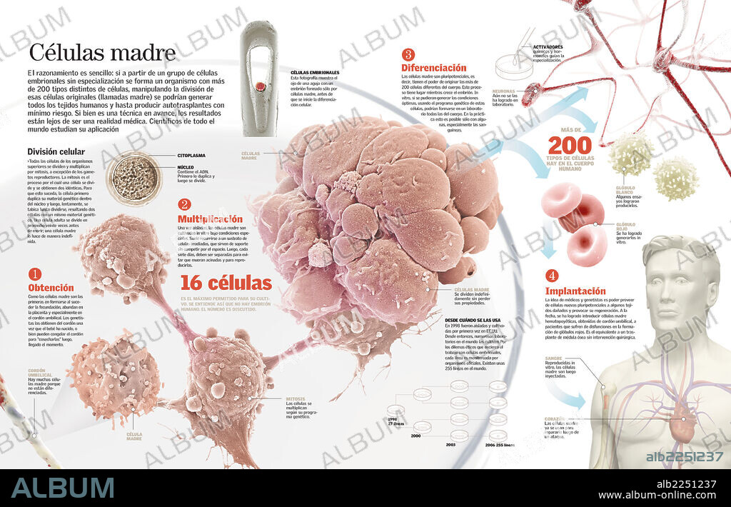 células madre. Infografía del proceso de diferenciación de las células madre, y su manipulación para conseguir la regeneración de tejidos.