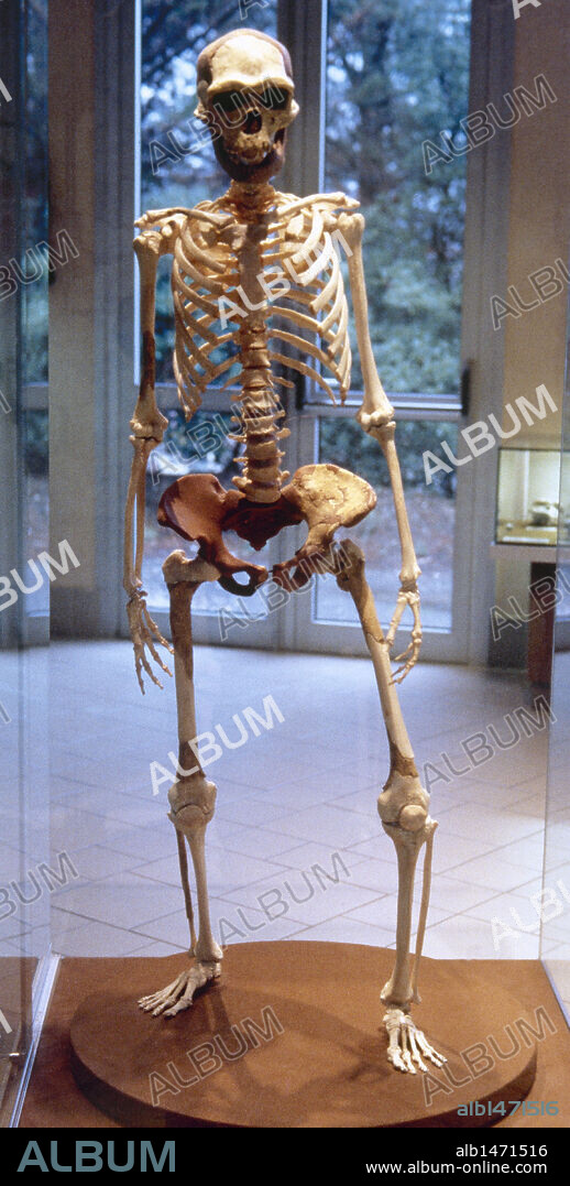 PREHISTORIC ART. PALEOLITHIC. FRANCE. THE MAN OF TAUTAVEL. Of the Homo Erectus type. View of a COMPLETE SKELETON. LOWER PALEOLITHIC. Tautavel Museum.