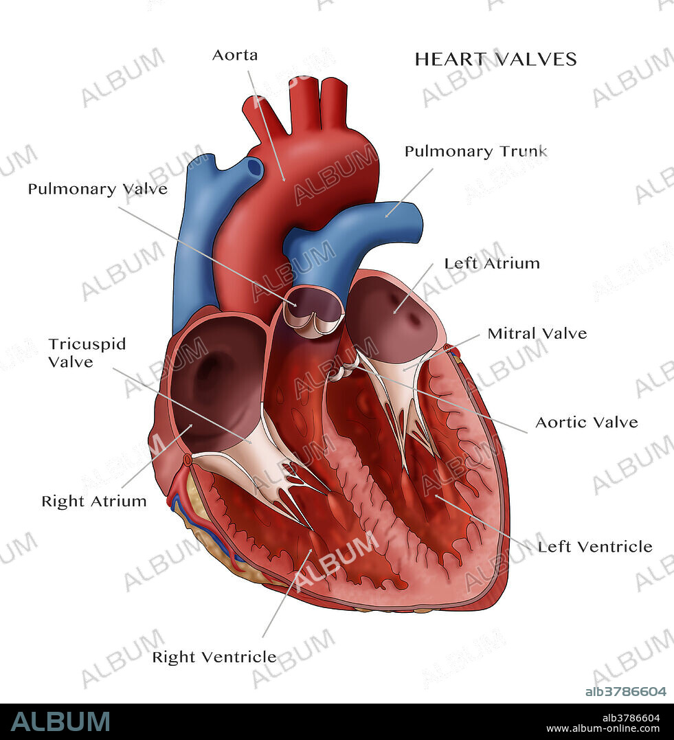 Illustration of the anatomy of the heart. Labelled are the following: aorta (large red tube at top), pulmonary trunk (blue tube right of aorta), pulmonary valve (bottom of pulmonary trunk), left atrium (opening below pulmonary trunk), mitral valve (below left atrium), aortic valve (in centre), right atrium (opening on left side), tricuspid valve (inlet below right atrium), and the left and right ventricle's (at bottom).